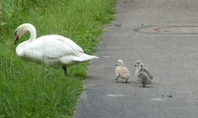 Schwanennachwuchs in den Weiherwaldseen 